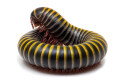 Anadenobolus monilicornis Caribbean adult